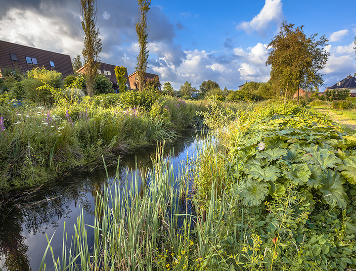 Image of a sustainable urban drainage system (SuDS)